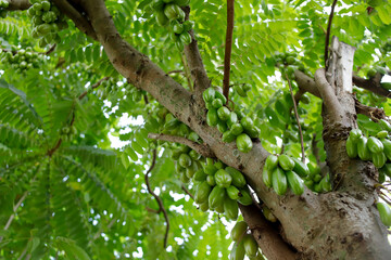 Averrhoa bilimbi, commonly known as bilimbi, cucumber tree, or tree sorrel.