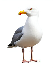 Fototapeta premium Seagull bird white background.