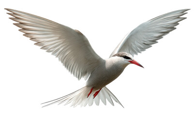Obraz premium A seagull in flight against a black background
