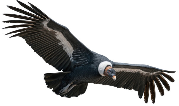 Andean Condor in Flight