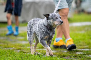 Blue Heeler Australian Cattle Dog close up. Australian Cattle Dog walking in a park during a wet and rainy day. 