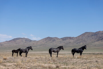 Fototapeta premium Wild Horses in Springtime in the Utah Desert