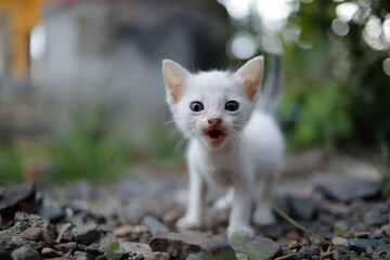 Potrait of a white kitten with round eyes.