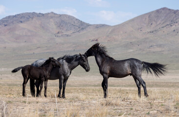Wild Horses in Springtime in the Utah Desert