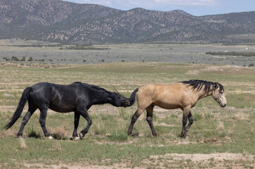 Wild Horses in Springtime in the Utah Desert