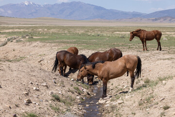 Wild Horses in Springtime in the Utah Desert