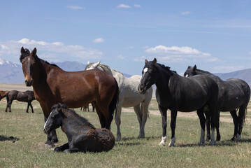 Obraz premium Wild Horses in Springtime in the Utah Desert