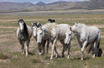Wild Horses in Springtime in the Utah Desert