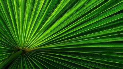 Obraz premium Closeup Vibrant Green Palm Leaf Texture