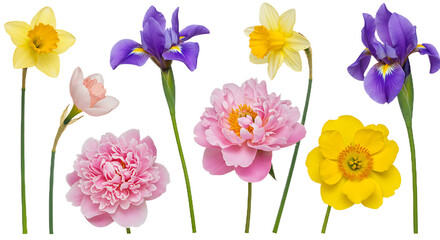 Spring Flowers Isolated on Transparent Background