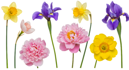 Spring Flowers Isolated on Transparent Background