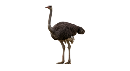 Ostrich Flat Art Isolated on White Background