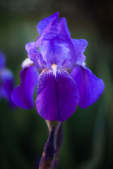 A delicate and beautiful purple iris