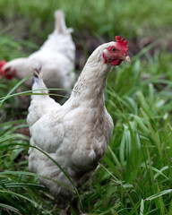 White chicken walking on green grass. Selective focus.