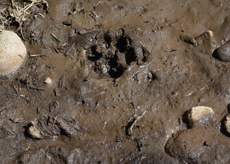 Dog Pawprint in Mud