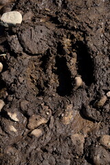 Moose Hoofprint