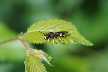 Closeup ornate tailed digger wasp Cerceris rybyensis, Family Crabronidae. On an elm leaf. Dutch garden, Spring	