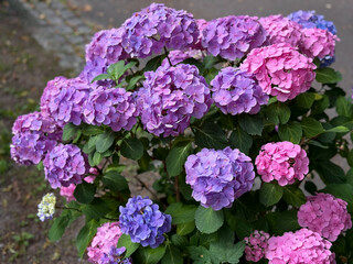 Beautiful blooming pink purple and blue Hydrangeas Hortensia flowers in wooden flower pot as a street decoration