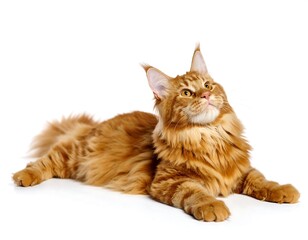 Obraz premium Ginger cat looking up