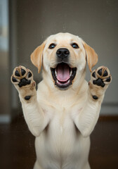 Excited Labrador puppy pressing its paws on a clear glass with a happy expression.