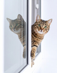 Playful cat with front paws pushing against clear glass, as if giving a "high-five".