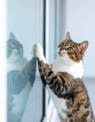 Playful cat with front paws pushing against clear glass, as if giving a "high-five".