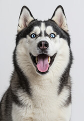 Expressive portrait of an adult Siberian Husky dog with a happy smile on a white studio background.