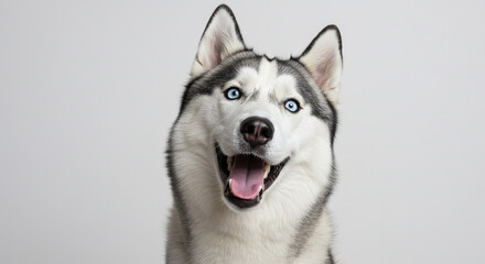 Expressive portrait of an adult Siberian Husky dog with a happy smile on a white studio background.