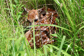 Newborn White tailed deer fawn hiding in tall grass