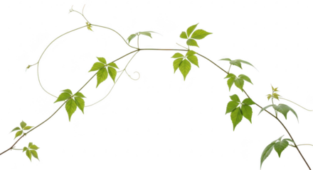 A green vine with leaves is isolated on transparent background