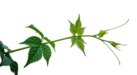 A vibrant green vine branch isolated on transparent background