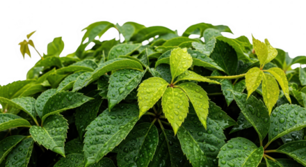 Lush green vine leaves covered in water droplets isolated on transparent background