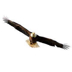 Obraz premium White Background Eagle