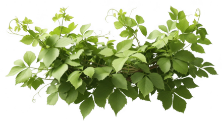 Green leaves and vine isolated on transparent background create a natural element