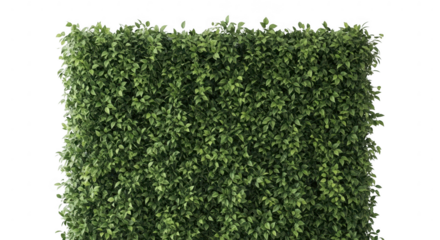 A lush green hedge wall provides a natural and textured background isolated on transparent background