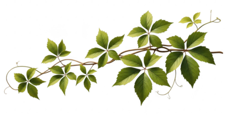 A green vine with leaves isolated on transparent background creates a natural accent