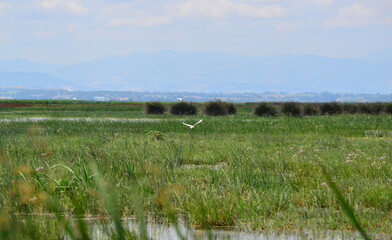 A view from the Kizilirmak Delta Bird Sanctuary in Bafra, Samsun, Turkey.