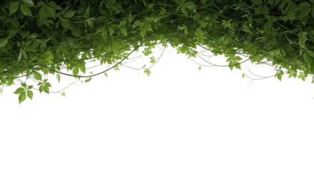 Green vine with leaves isolated on transparent background