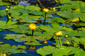 Pond overgrown with yellow pond lilies