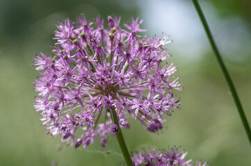 Allium hollandicum persian onion dutch garlic purple sensation flowering plant, ornamental flowers in bloom