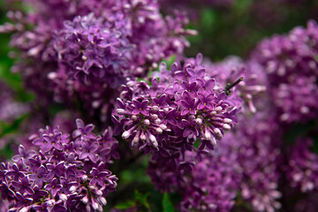 Nice lilac macro photo shot, spring time, nature close up