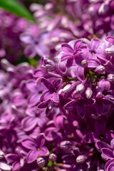 Nice lilac macro photo shot, spring time, nature close up