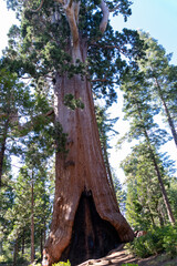 sequoia national park california