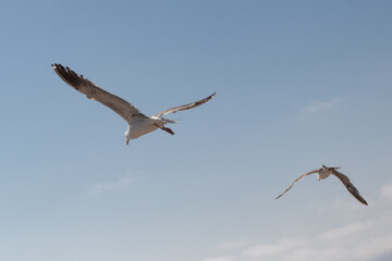 flight of seagulls