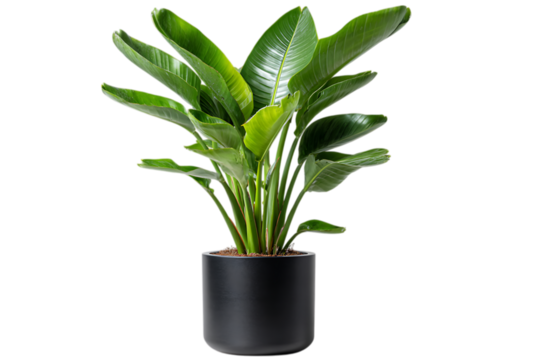 Bird of paradise plant isolated on transparent background