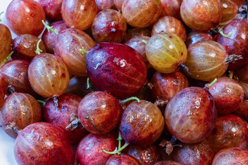 Fresh Ripe Gooseberries on the Bush in Summer