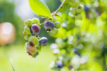 Fresh Blueberries Growing on a Bush in Summer
