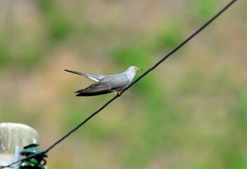 Common cuckoo perched on a wire