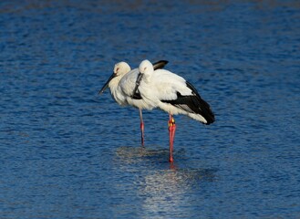 Oriental storks standing together in shallow water