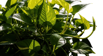 The vibrant green leaves of a golden pothos plant stand out beautifully isolated on transparent background